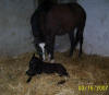 Curly's Pride and 2007 filly by Say Florida Sandy